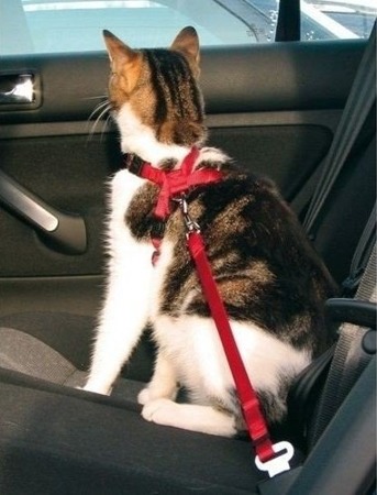 Postroj do auta pro kočku 20-50 cm Trixie
